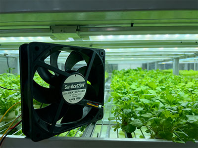 山洋San Ace散热风扇9WPA1212P4J001在植物工厂冷藏保鲜设备的应用图